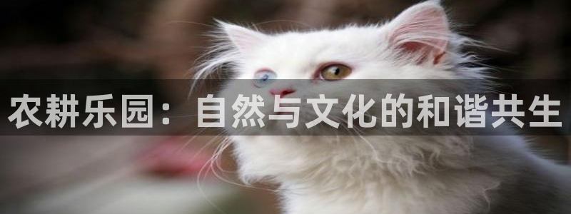 手机上怎么下载天辰娱乐