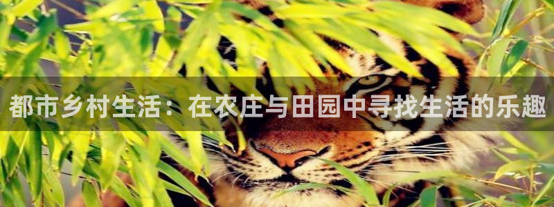 天辰娱乐游客
