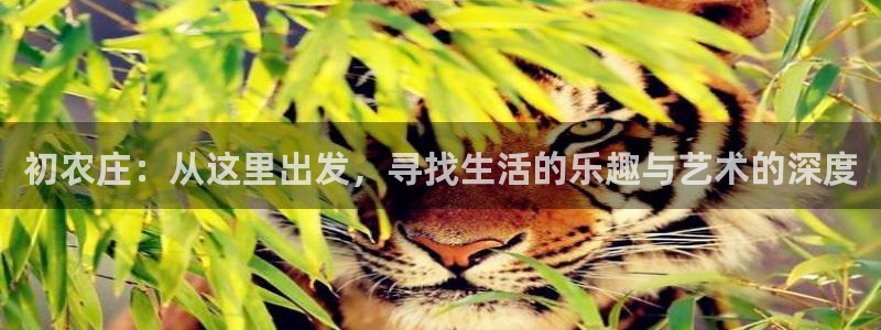 天辰娱乐老板